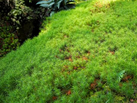 青々とした苔 青々とした苔の写真