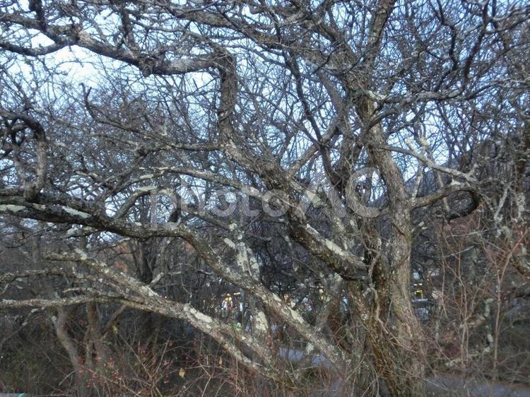 樹々のささやき-1 樹々,ささやき,ひそひその写真素材