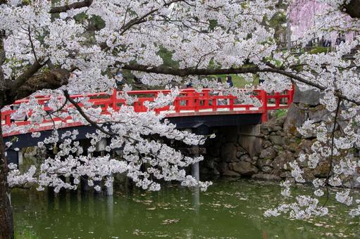 満開の桜と赤い橋 満開の桜と赤い橋の写真