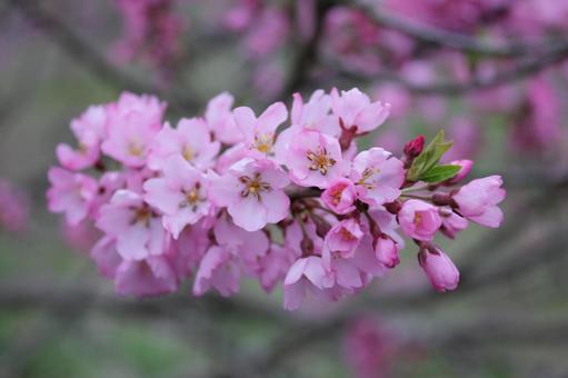 Sakura 16, JPG