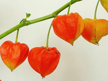 ほおずき ほおずき ほおずき,鬼灯,ほおずき市の写真素材