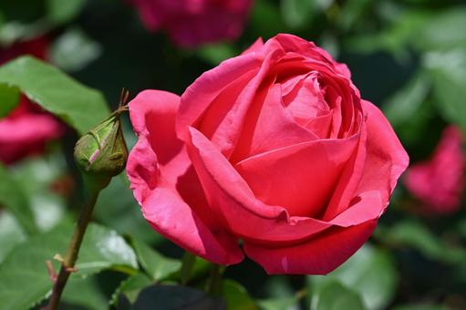 Red roses taken at Maebashi Rose Garden, JPG Red roses taken at Maebashi Rose Garden, JPG