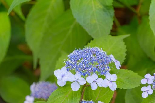 初夏に咲く額紫陽花 初夏に咲く額紫陽花の写真