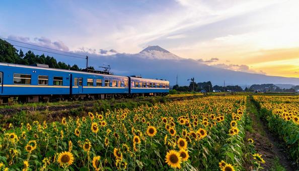ひまわりの花畑の中を走るブルートレイン ひまわりの花畑の中を走るブルートレインの写真