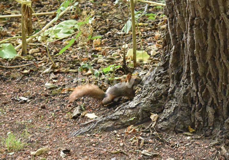 リス　りす　かわいい　木に登ろうとしている　自然 リス,りす,かわいいの写真素材