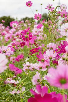 笠岡ベイファームのコスモスの写真