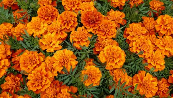 マリーゴールド ファイヤーボールの花 マリーゴールド ファイヤーボールの花 花,マリーゴールド,ファイヤーボールの写真素材