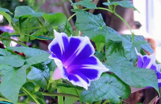 青い朝顔の花 青い朝顔の花の写真