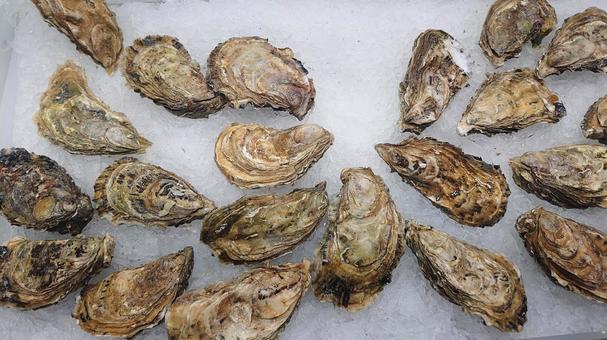牡蠣の写真