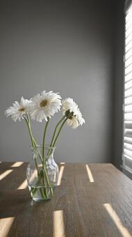 窓辺のガーベラ ガーベラ,花,白の写真素材