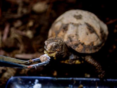 ミツユビハコガメのアップの写真