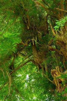 Photo, early summer, ginkgo biloba, fresh green, 
