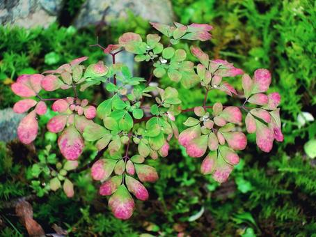 秋化粧のマツカゼソウ マツカゼソウ,草紅葉,くさもみじの写真素材