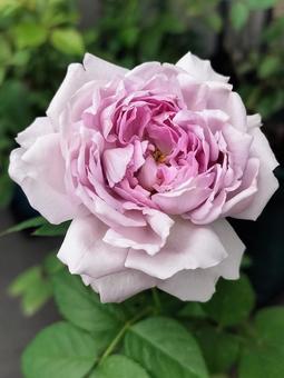 ベランダのバラ・リラ ベランダのバラ・リラ バラ,薔薇,リラの写真素材