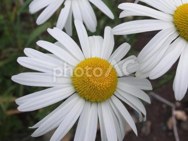 白い花のクローズアップ 花,花びら,白いの写真素材