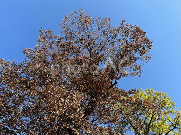 青空を背景にした茶色い枯れ木 木,樹木,枯れ木の写真素材