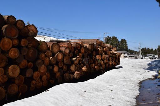 切り出された杉の丸太 降雪風景 杉の丸太,丸太,杉の木の写真素材