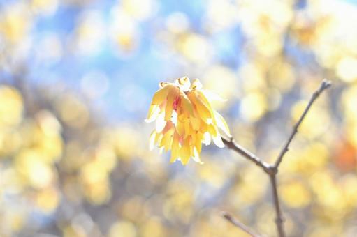 蝋梅の花 蝋梅の花の写真