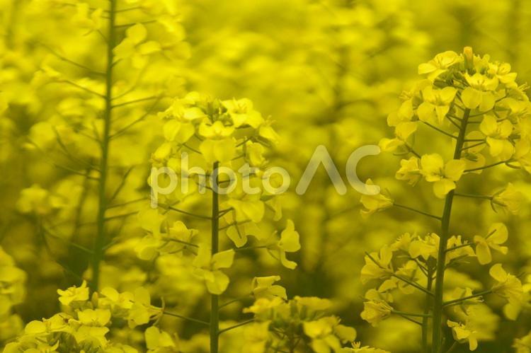 黄色く染まった北国の絶景 菜の花畑,旅行,夏の写真素材