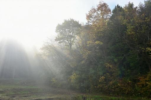 朝露に包まれる森に差し込む光 霧,濃霧,自然の写真素材