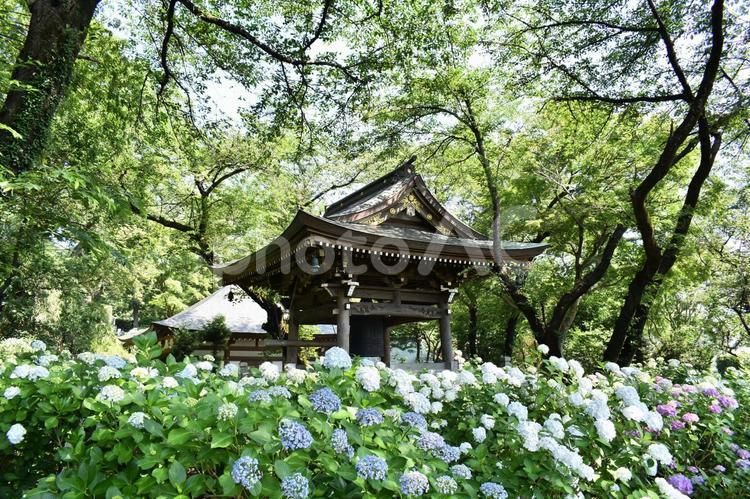 あじさい寺 あじさい寺,あじさい,紫陽花の写真素材