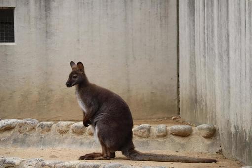 ベネットアカクビワラビーのいる動物園 ベネットアカクビワラビーのいる動物園の写真