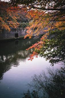 秋の桜 桜,紅葉,目黒川の写真素材