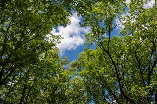 Photo, forest, wood, summer, 