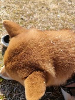 柴犬の後頭部! 柴犬の後頭部! 犬,柴犬,シバの写真素材