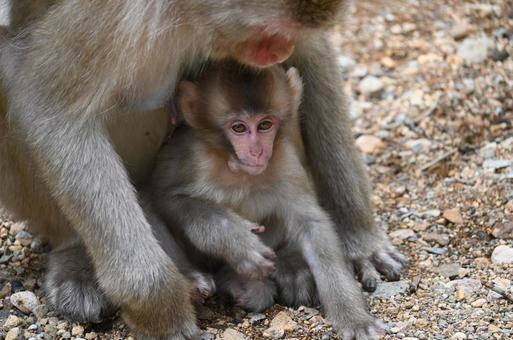 ニホンザル ニホンザルの写真