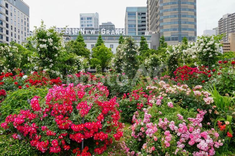 山下公園（神奈川県　横浜市） 山下公園,薔薇,ローズの写真素材