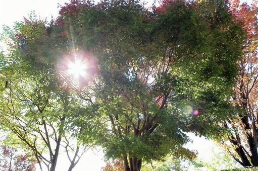 木と青空 木と青空の写真