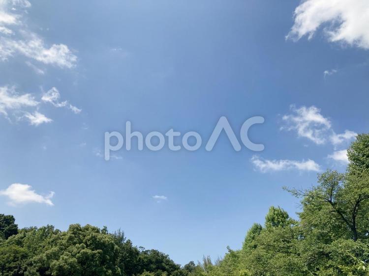 木と青空 木,樹木,植物の写真素材