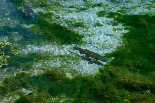 綺麗な水を泳ぐ魚 綺麗な水を泳ぐ魚の写真