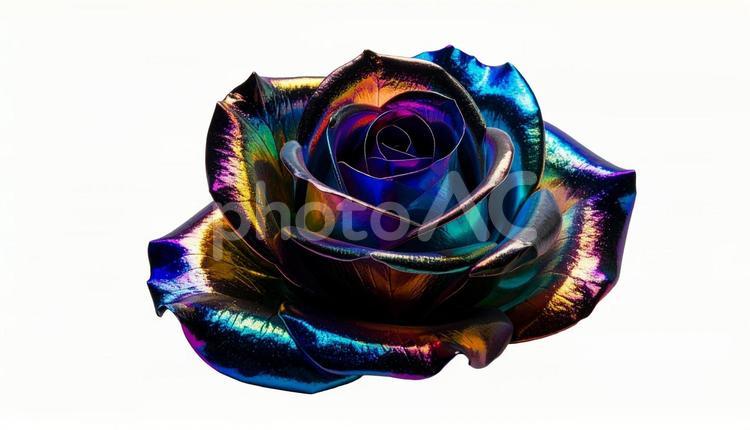 光沢を放つ虹色の薔薇（背景透過） バラ,虹色,幻想的の写真素材