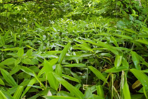 笹林 クマザサ 北海道 恵庭 オアシス ピクニック 遠足 森林浴 リラックス,植物,夏,ナチュラル,空,青空,緑,グリーン,木,葉,葉っぱ,新緑,自然,林,背景,成長,癒される,癒し,光,希望,森林,木漏れ日,森,環境,清潔,爽やか,太陽,前向き,輝き, 笹林 クマザサ 北海道 恵庭 オアシス ピクニック 遠足 森林浴 リラックス,植物,夏,ナチュラル,空,青空,緑,グリーン,木,葉,葉っぱ,新緑,自然,林,背景,成長,癒される,癒し,光,希望,森林,木漏れ日,森,環境,清潔,爽やか,太陽,前向き,輝き,の写真