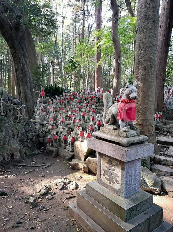 愛知県　豊川稲荷　霊狐塚 豊川稲荷,霊狐塚,木洩れ日の写真素材