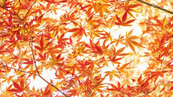 16x9 Autumn Background, JPG