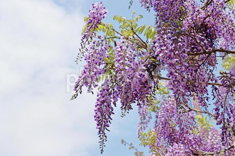 青空と白い雲に映える紫色の藤の花 藤の花,紫色,青空の写真素材