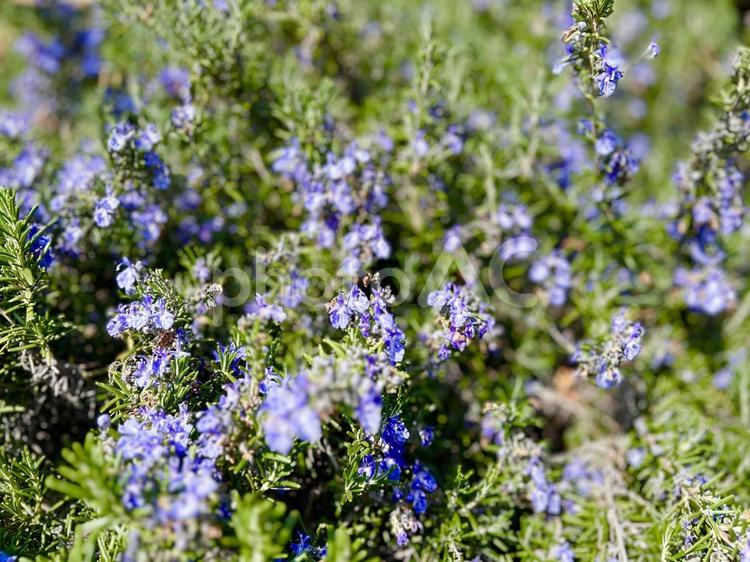 ハーブのローズマリーに紫の小花が満開（横 ローズマリー,ハーブ,香草の写真素材