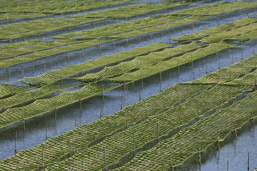 伊勢志摩 海苔粗朶 英虞湾 伊勢志摩 海苔粗朶 英虞湾 伊勢志摩,海苔粗朶,英虞湾の写真素材