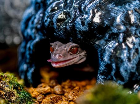 ハイナントカゲモドキのアップ ハイナントカゲモドキ,ヤモリ,爬虫類の写真素材