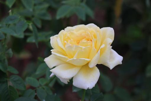 薄黄色のバラの花のアップ 薄黄色のバラの花のアップ 薄黄色,バラ,花の写真素材