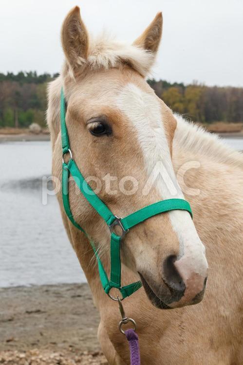 湖畔で振り向く緑色の馬具を付けた馬 馬,上半身,自然の写真素材
