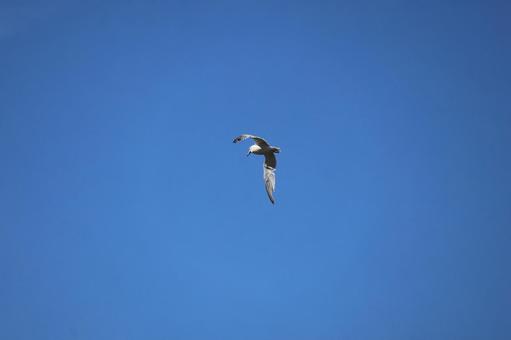 青空と翼を広げて飛ぶカモメ 青空,翼,広げての写真素材