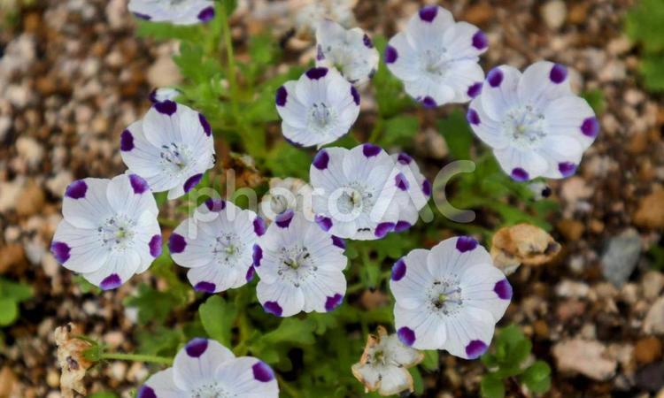 赤ちゃんの青い瞳 ネモフィラ,花,フラワーの写真素材