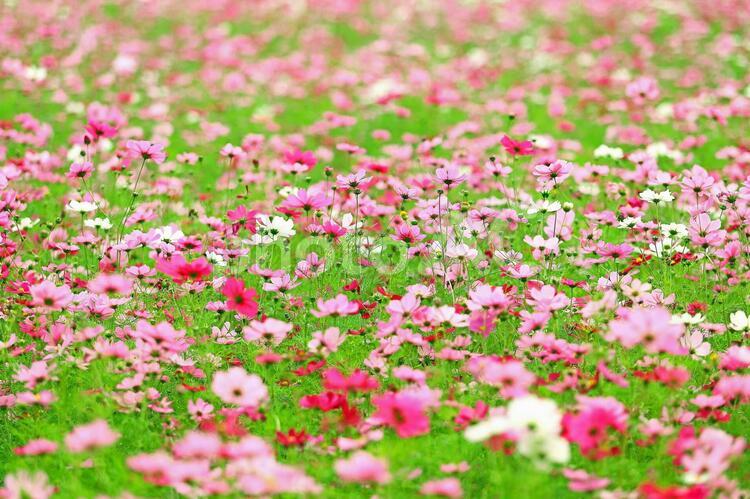 秋桜　いっぱいの花園 コスモス,秋桜,秋の花の写真素材