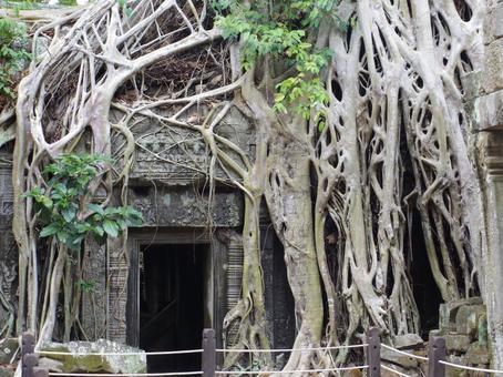 木の根と遺跡 遺跡,木,カンボジアの写真素材