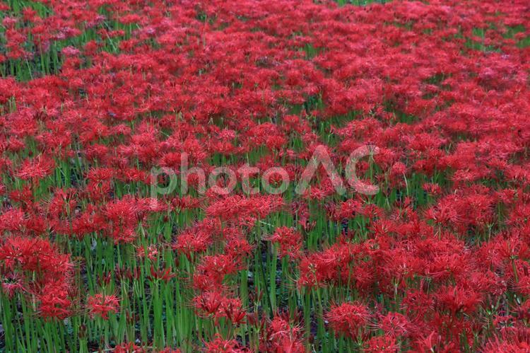 愛媛県松山市　窪野　彼岸花群生地 彼岸花,植物,秋の写真素材