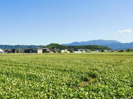 滋賀県長浜市高橋町の農業景観 畑,農地,農業の写真素材